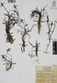 Sisyrinchium tenuifolium image